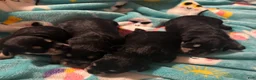 Miniature Schnauzer dogs for sale: Boy Orange - Ad 7