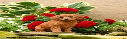 Miniature Poodle dogs for sale: Sashimi - Ad 5