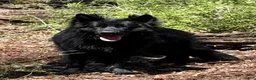 German Shepherd dogs for sale: German Shepherd 1 - Ad 2