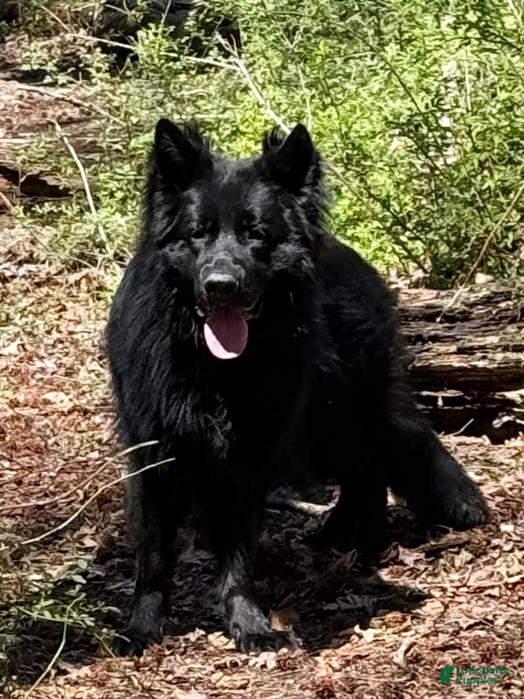 German Shepherd dogs for sale: German Shepherd 1 - Ad 2