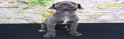 Great Dane dogs for sale: Woogie - Ad 16