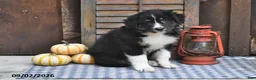 Australian Shepherd dogs for sale: Jet - Ad 3