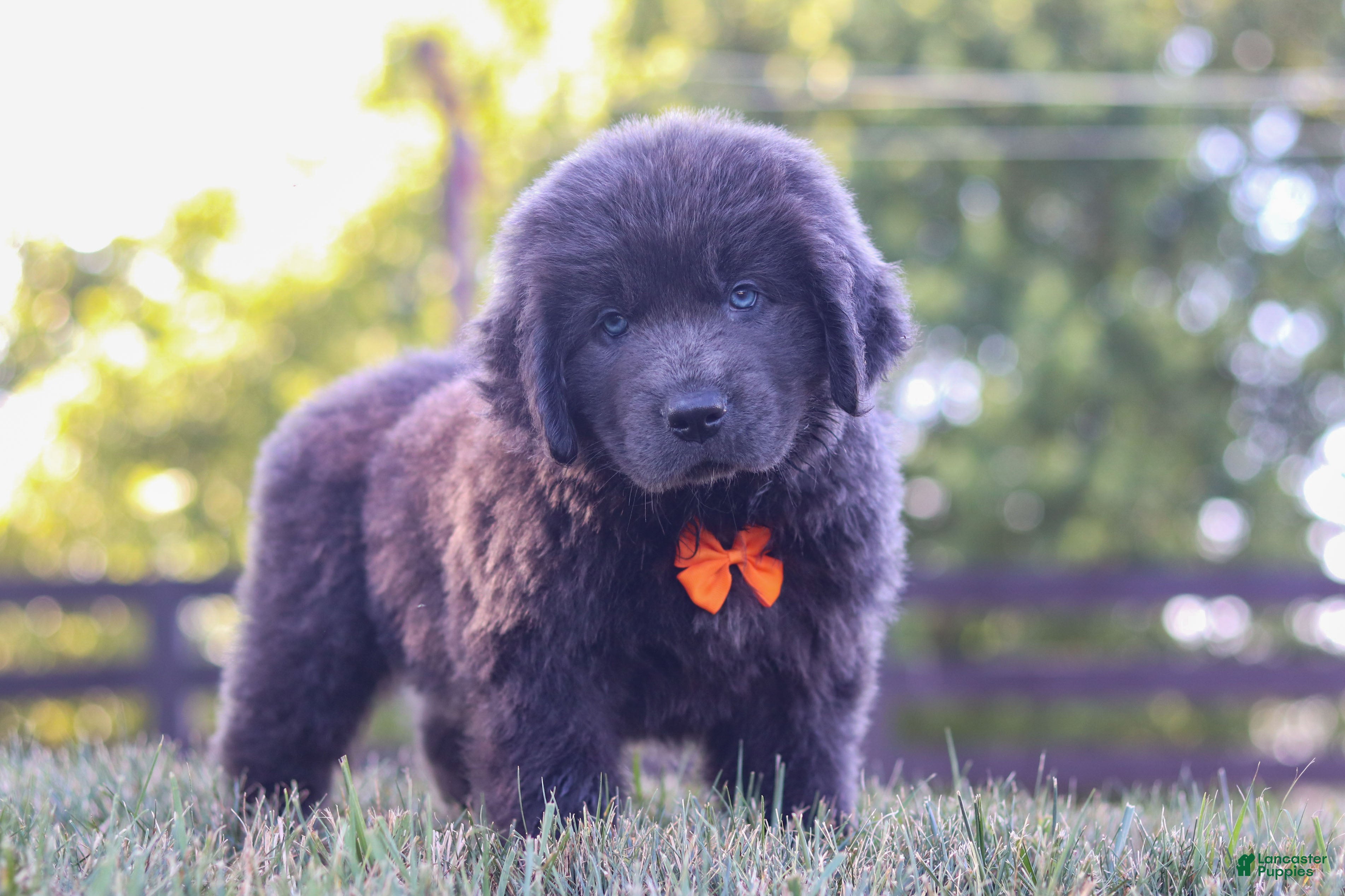 Newfoundland dogs King - Ad 1