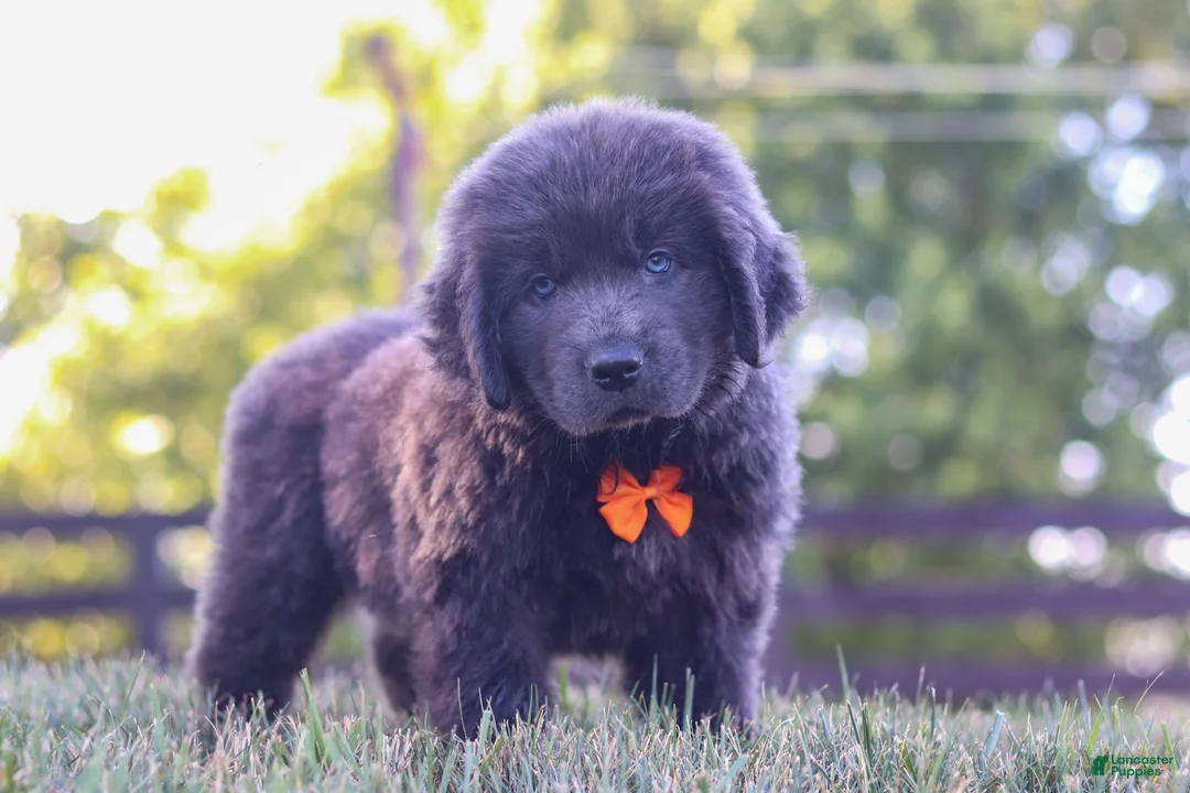 Newfoundland dogs for sale: King - Ad 1
