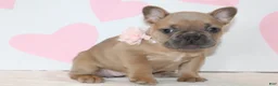 French Bulldog dogs for sale: Rose - Ad 1