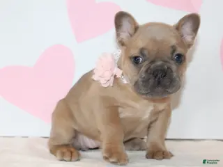 French Bulldog dogs Rose - Ad 18