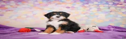 Mini Bernedoodle dogs for sale: Sparky - Ad 7
