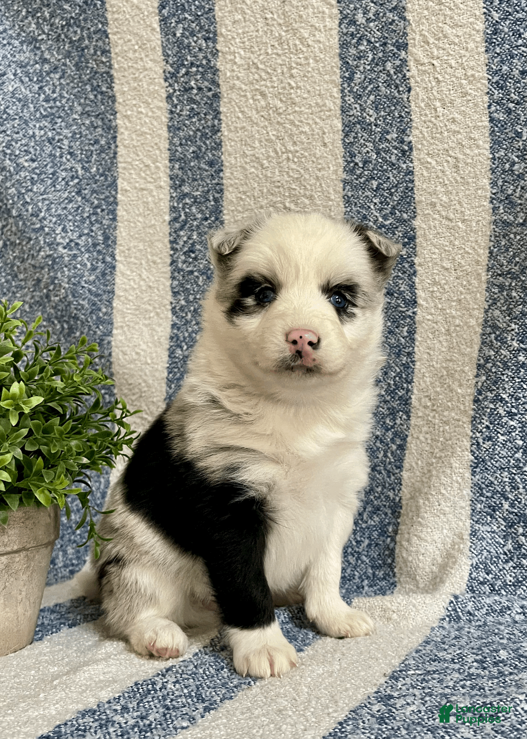 Pomsky dogs for sale: Cherry - Ad 1