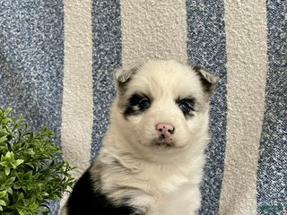 Pomsky dogs for sale: Cherry - Ad 3