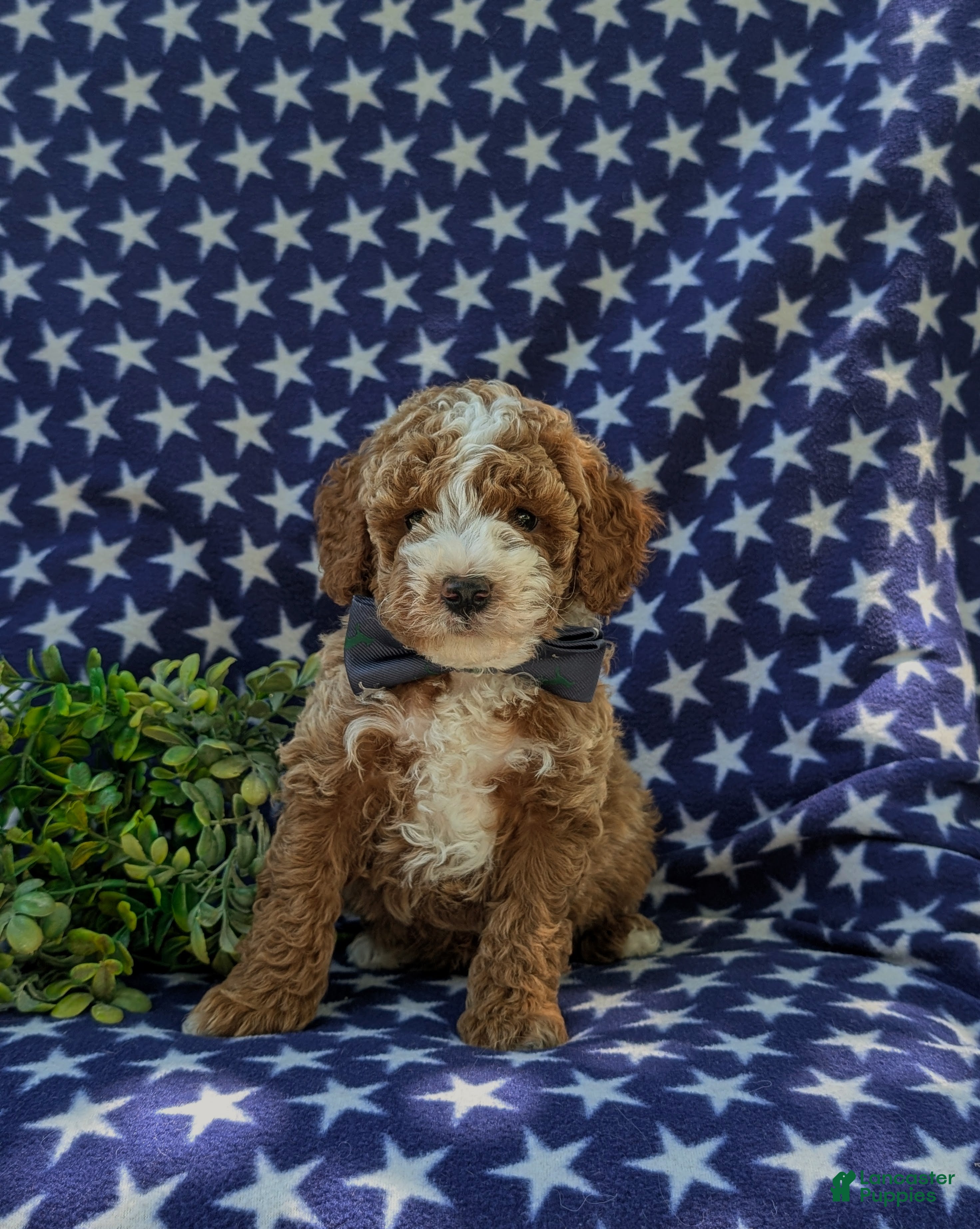 Miniature Poodle dogs Remy - Ad 2