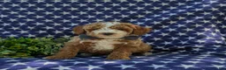 Miniature Poodle dogs for sale: Remy - Ad 2