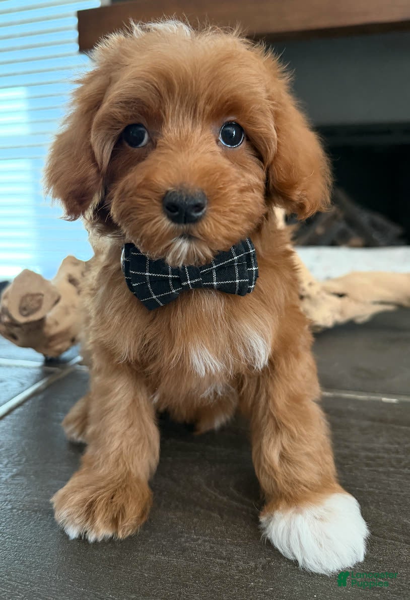 Goldendoodle dogs D Orange Boy - Ad 1