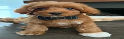 Goldendoodle dogs for sale: D Orange Boy - Ad 1