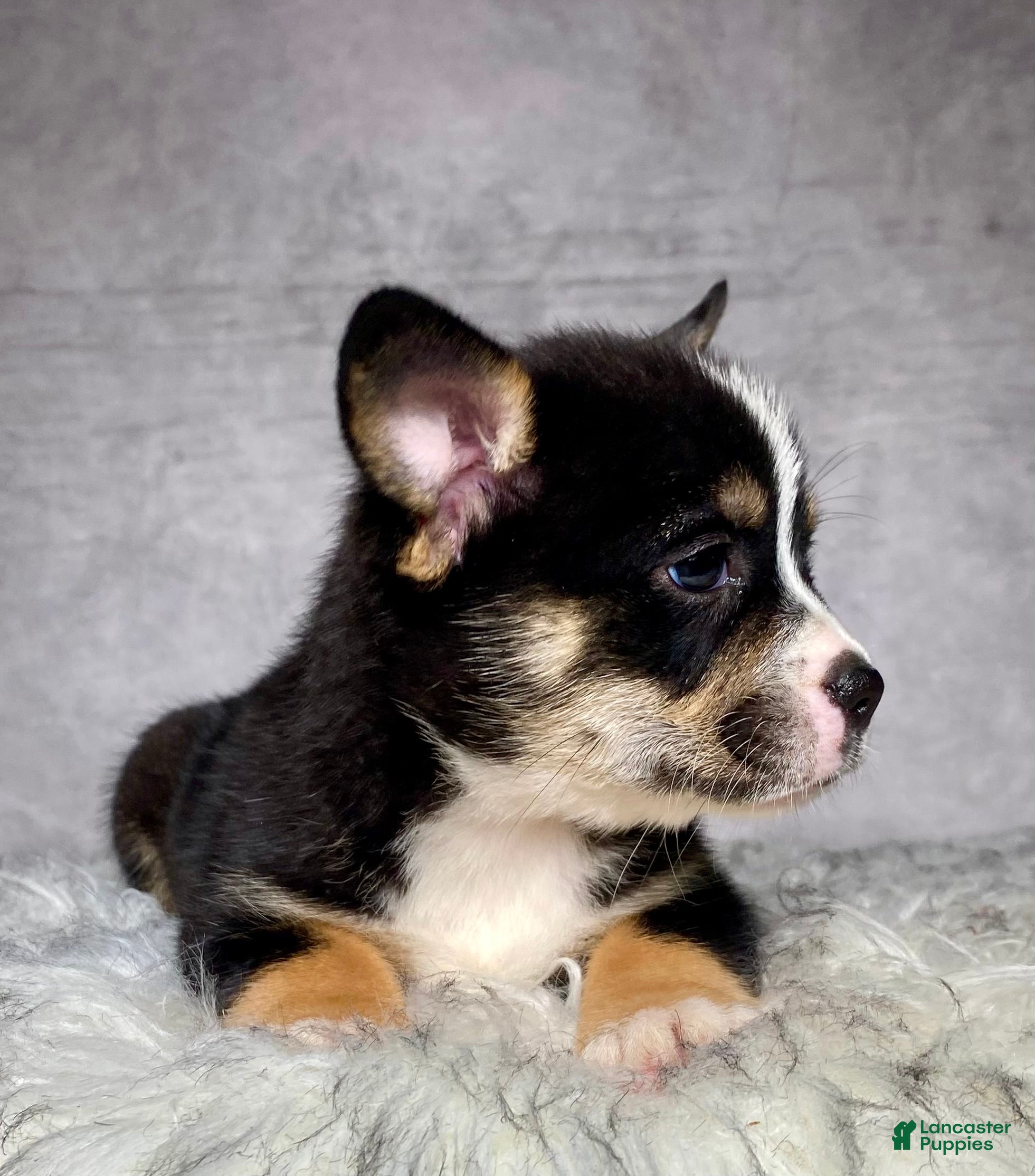 Mixed Breed dogs Miss Daisy  - Ad 2