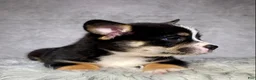 Mixed Breed dogs for sale: Miss Daisy  - Ad 2