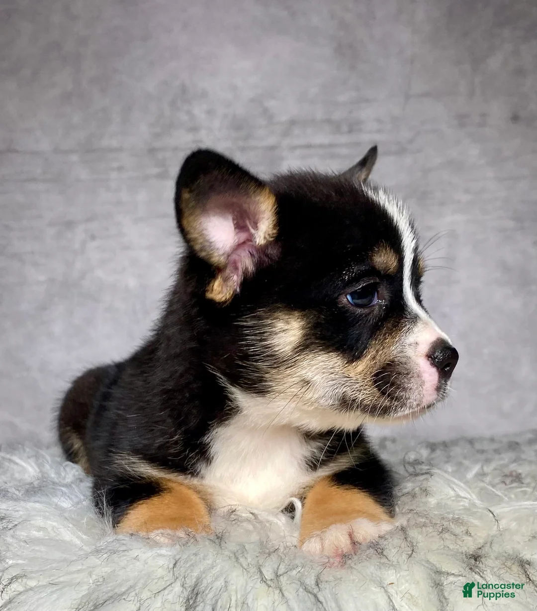 Mixed Breed dogs for sale: Miss Daisy  - Ad 2