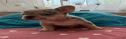 French Bulldog dogs for sale: French Bulldog 3 - Ad 3