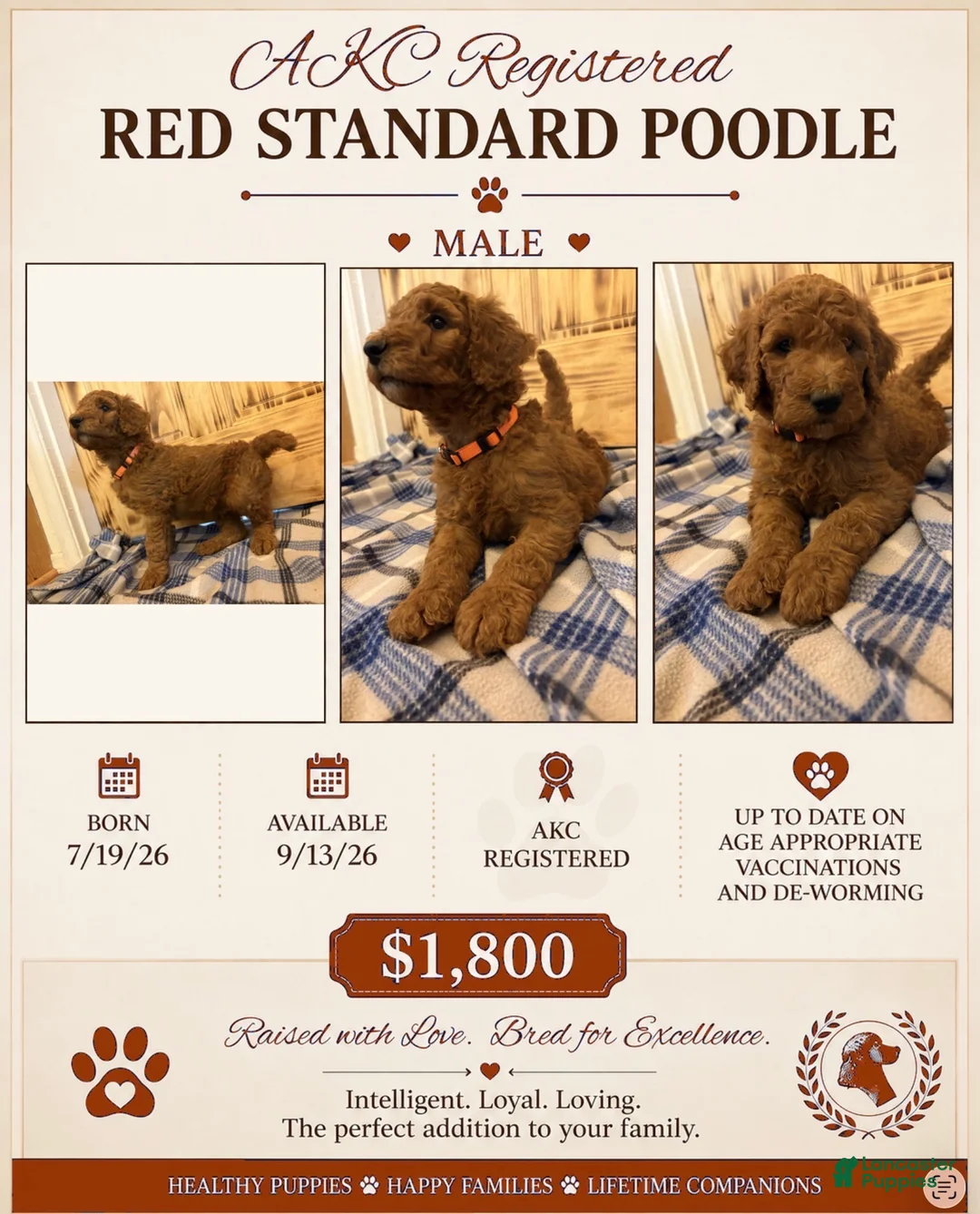 Standard Poodle dogs for sale: Standard red Poodle 1 - Ad 1
