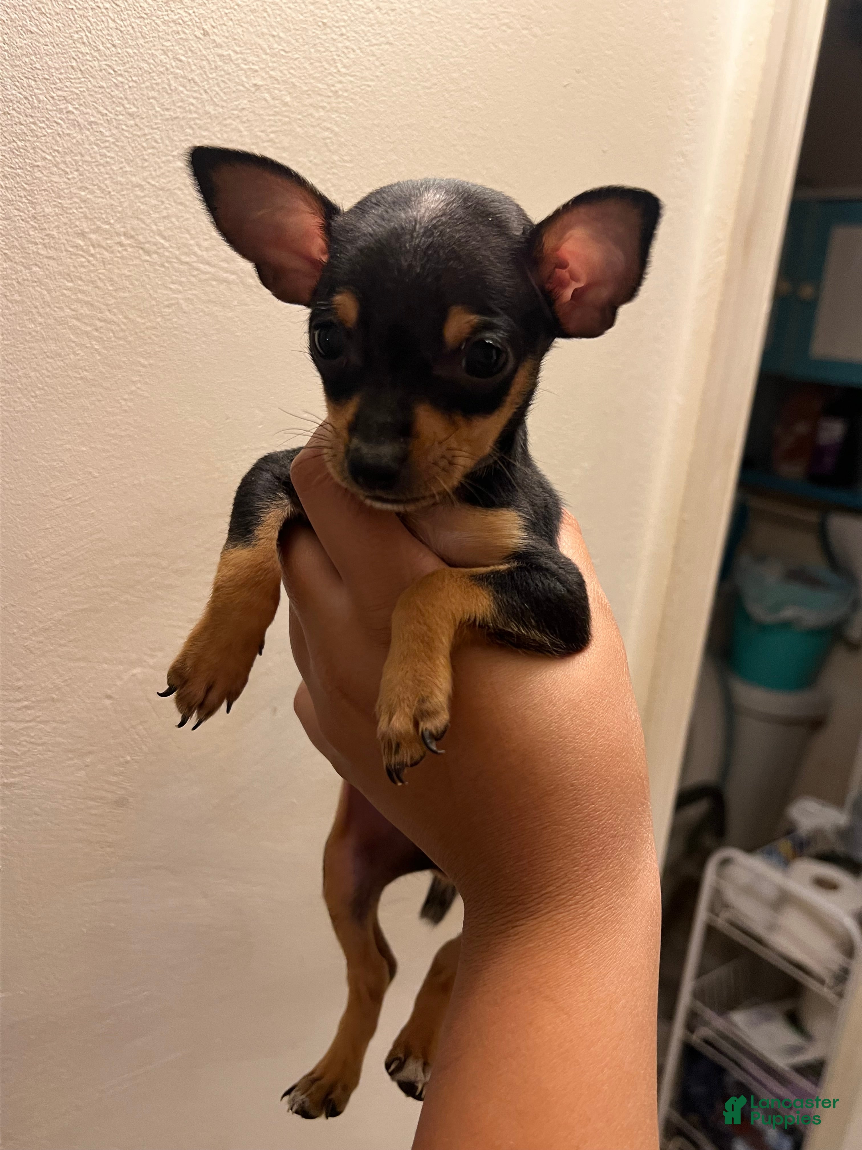 Mixed Breed dogs Puppy 5 - Ad 37