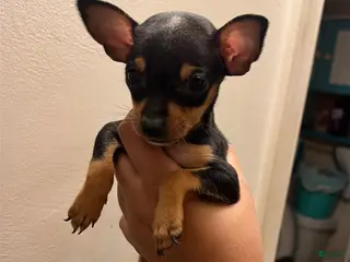 Mixed Breed dogs Puppy 5 - Ad 37