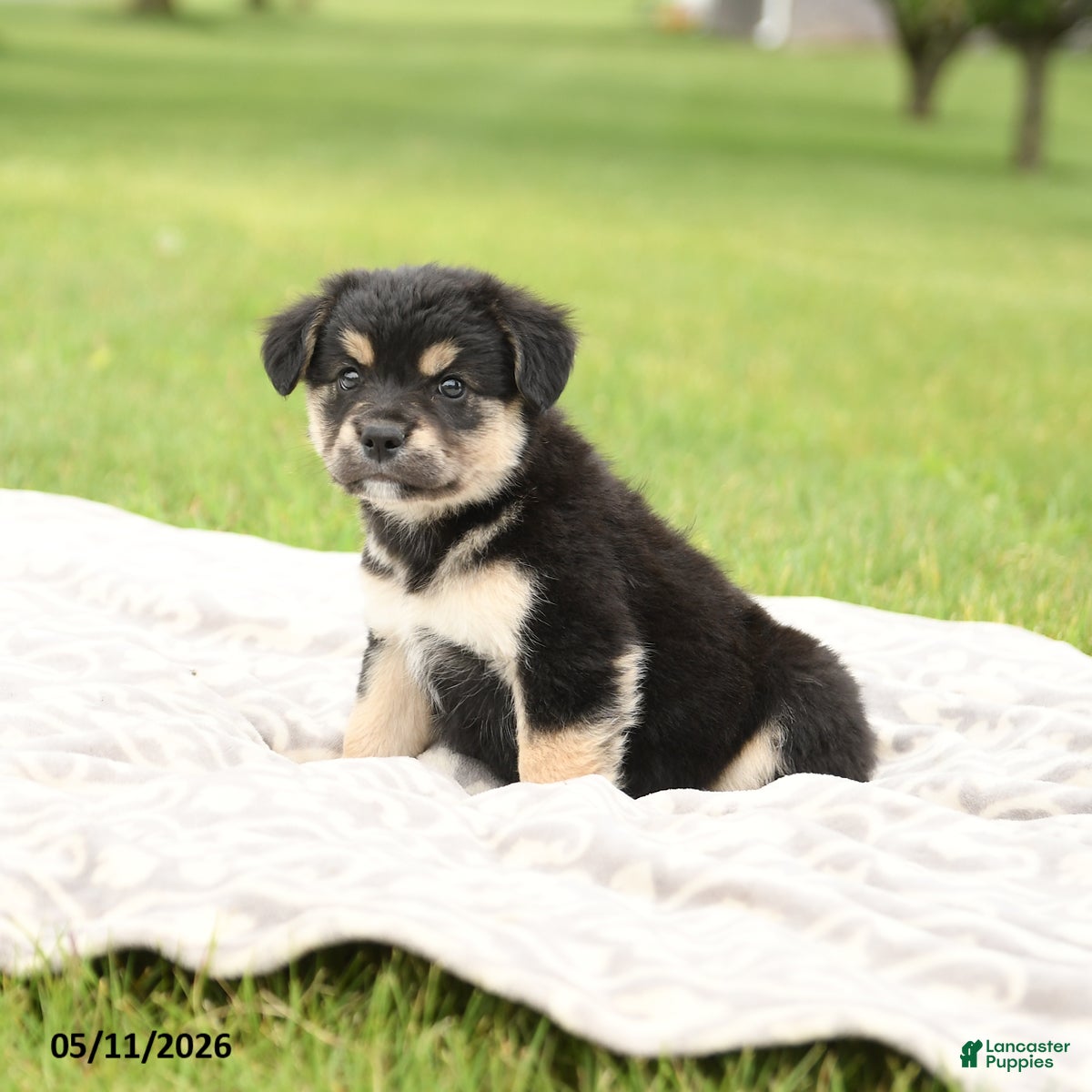 Mixed Breed dogs Noble - Ad 2