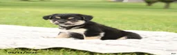 Mixed Breed dogs for sale: Noble - Ad 2