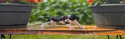 Cavalier King Charles Spaniel dogs for sale: Ivy - Ad 5