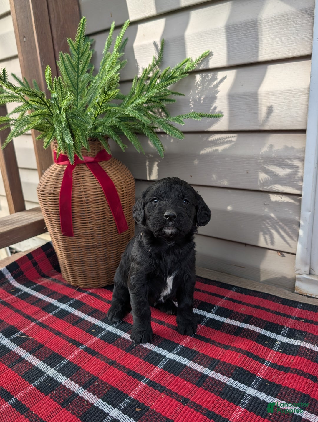 Mixed Breed dogs for sale: Micky  - Ad 6