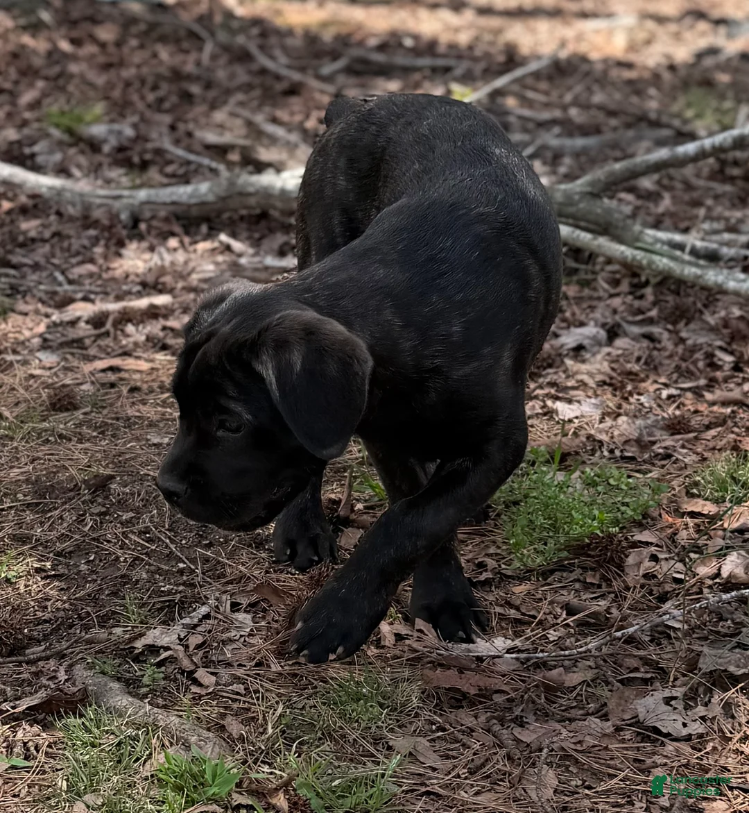Cane Corso dogs for sale: Milo - Ad 2