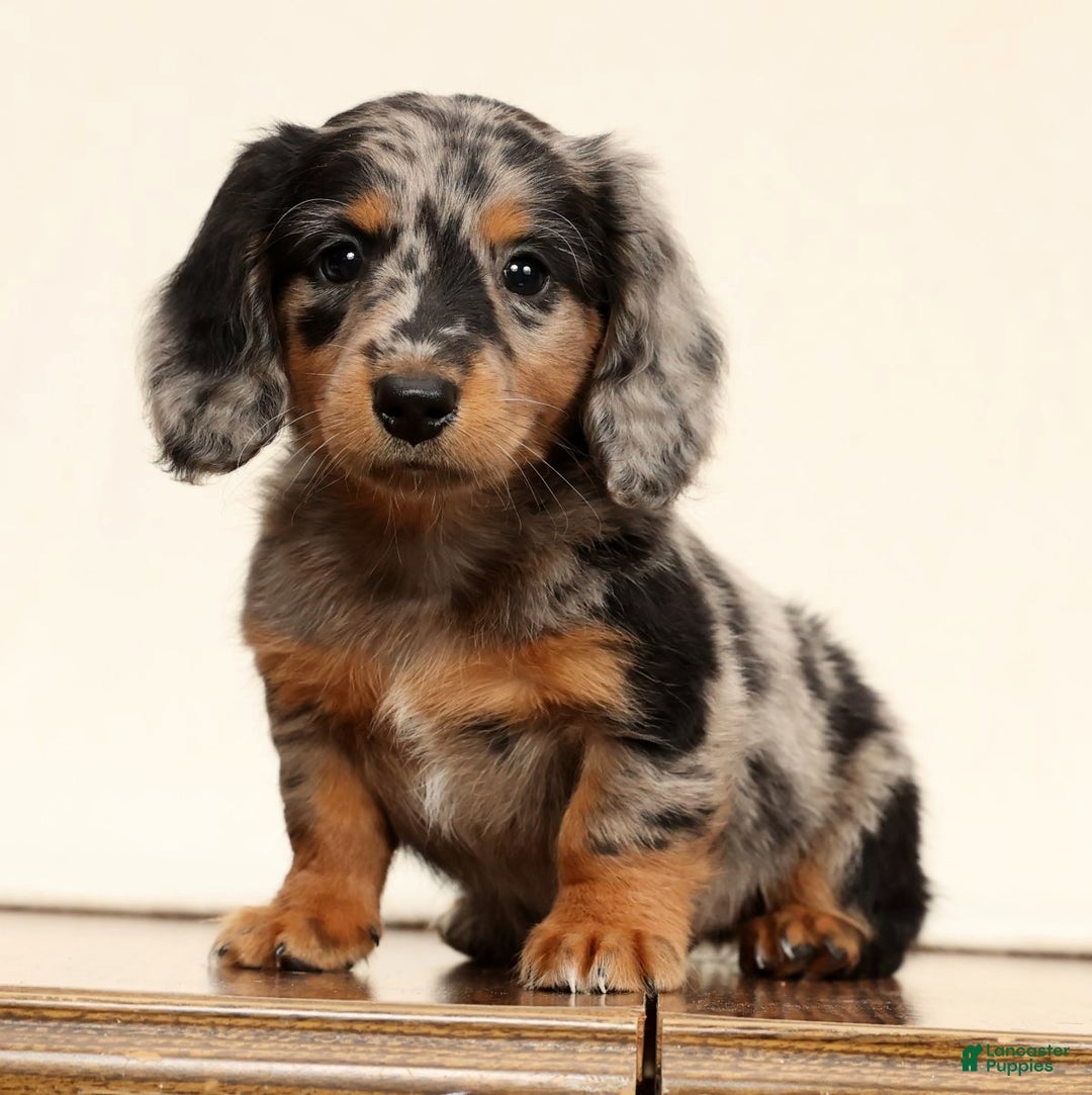 Miniature Dachshund dogs for sale: Ollie - Ad 1