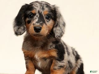 Miniature Dachshund dogs for sale: Ollie - Ad 1
