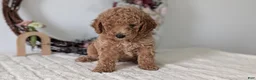 Miniature Poodle dogs for sale: Shiloh - Ad 7