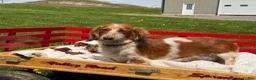 Miniature Dachshund dogs for sale: Benny - Ad 8