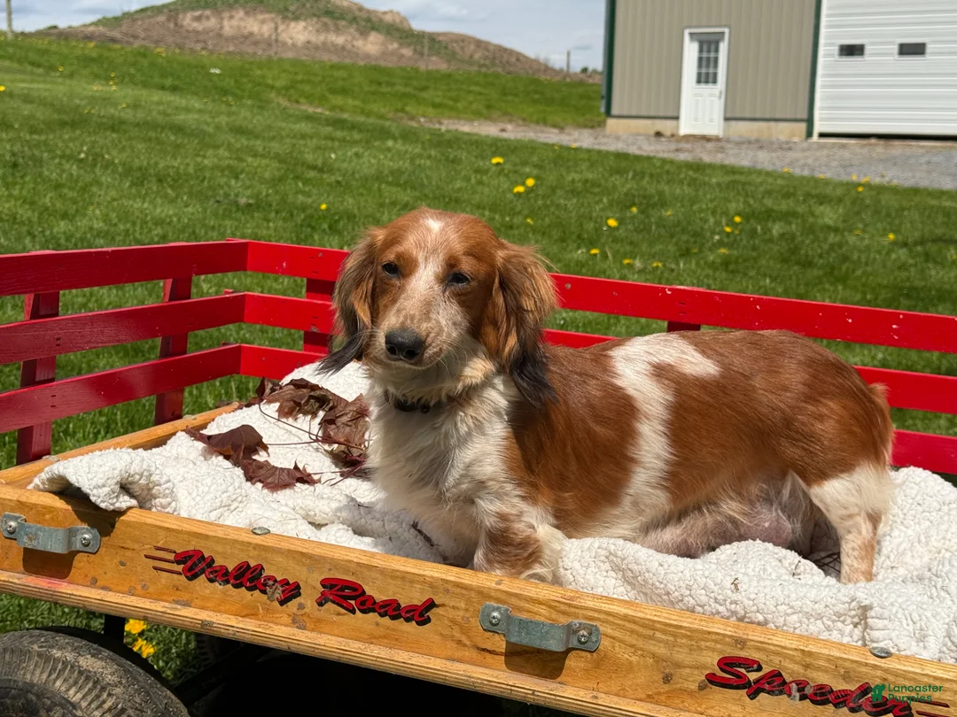 Miniature Dachshund dogs for sale: Benny - Ad 8