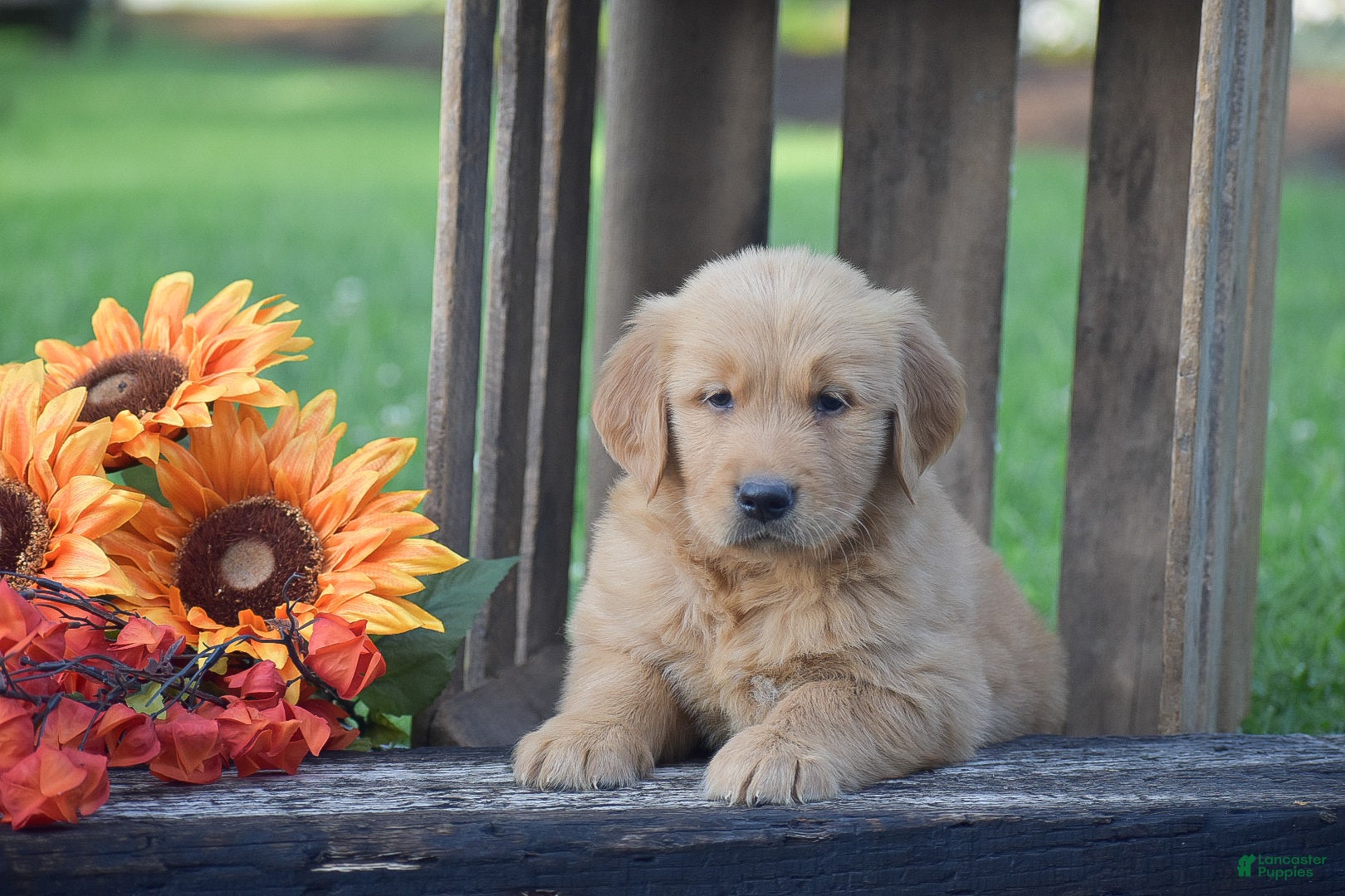 Golden Retriever dogs Penelope - Ad 2