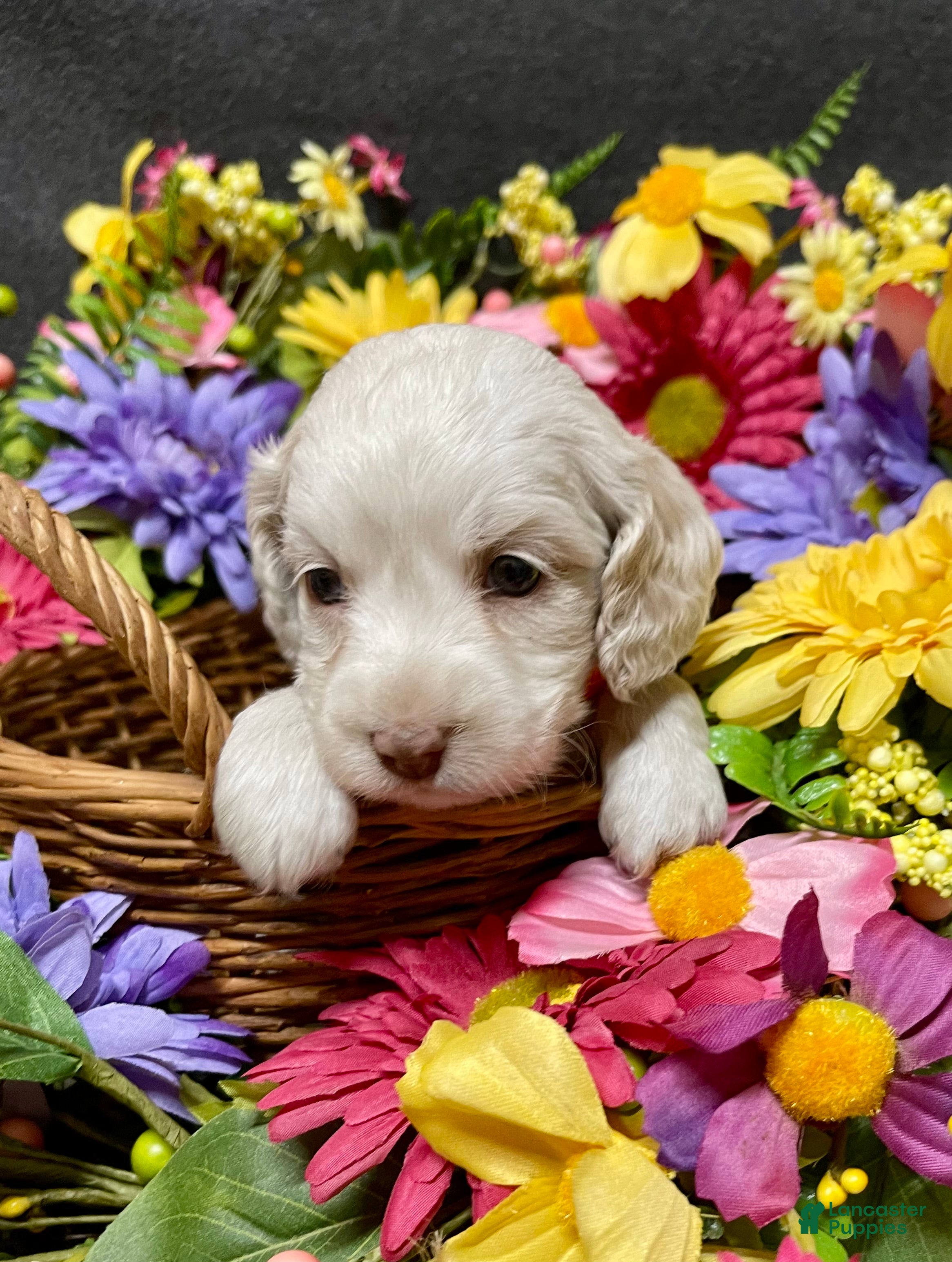 Cockapoo dogs Lola - Ad 2