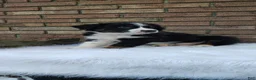 Australian Shepherd dogs for sale: Tucker - Ad 3