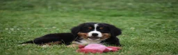 Bernese Mountain Dog dogs for sale: Princess - Ad 9