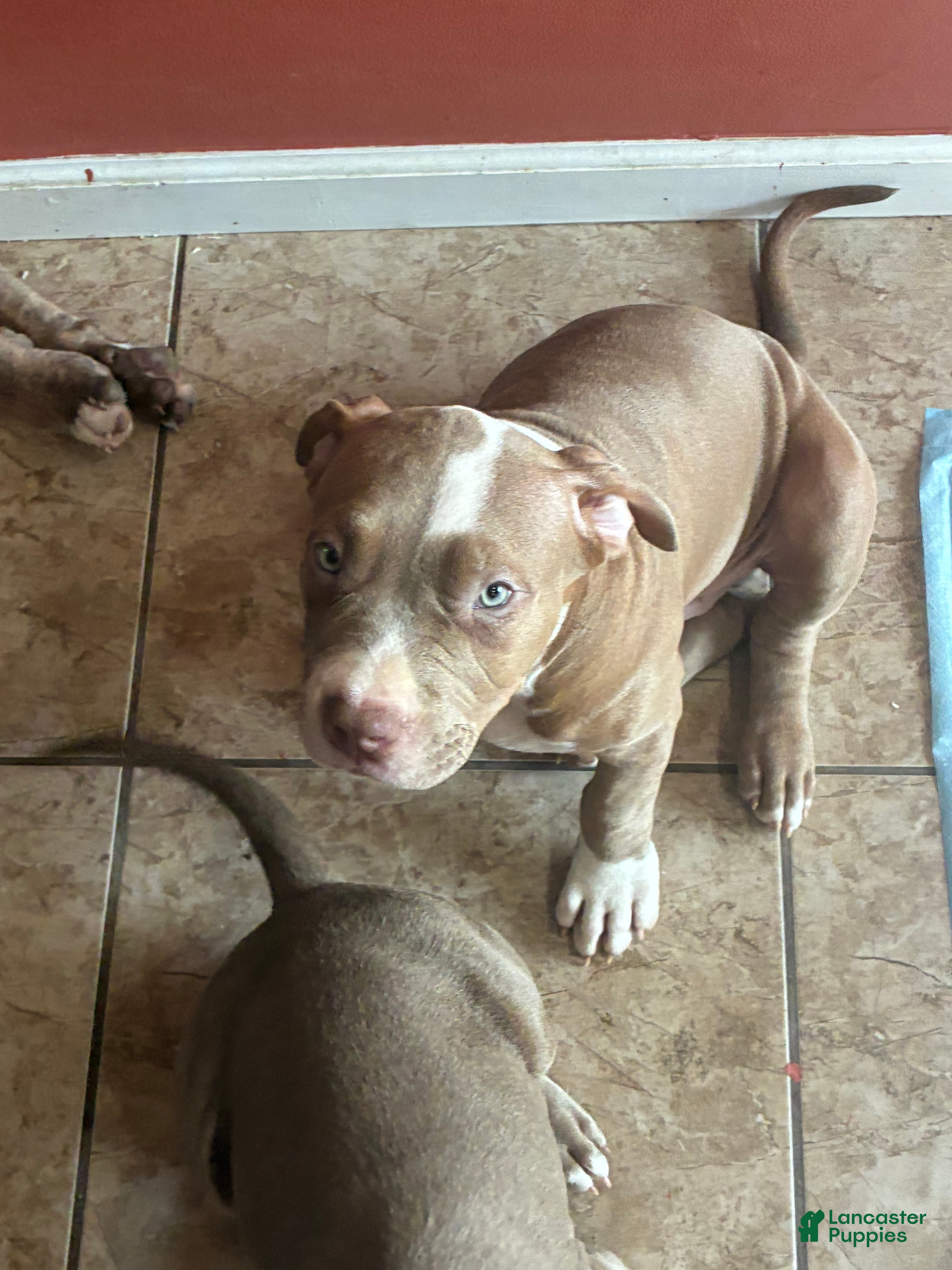 American Bully dogs Wrinks - Ad 1