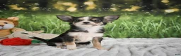 Chihuahua dogs for sale: Precious - Ad 11