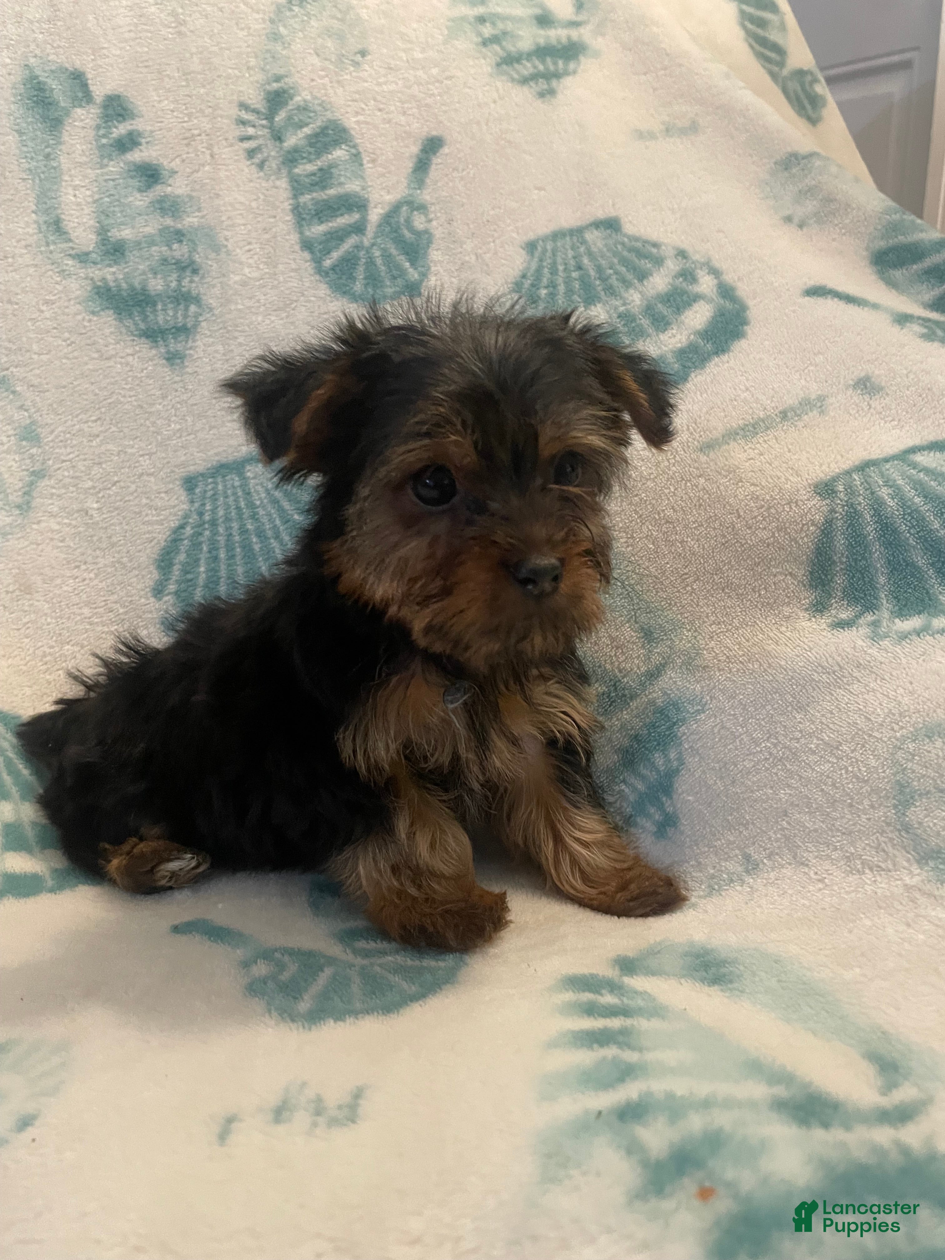 Yorkshire Terrier dogs Yorkshire Terrier 3 - Ad 1