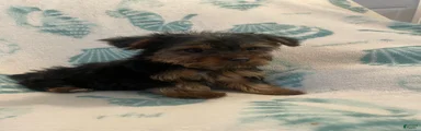 Yorkshire Terrier 3