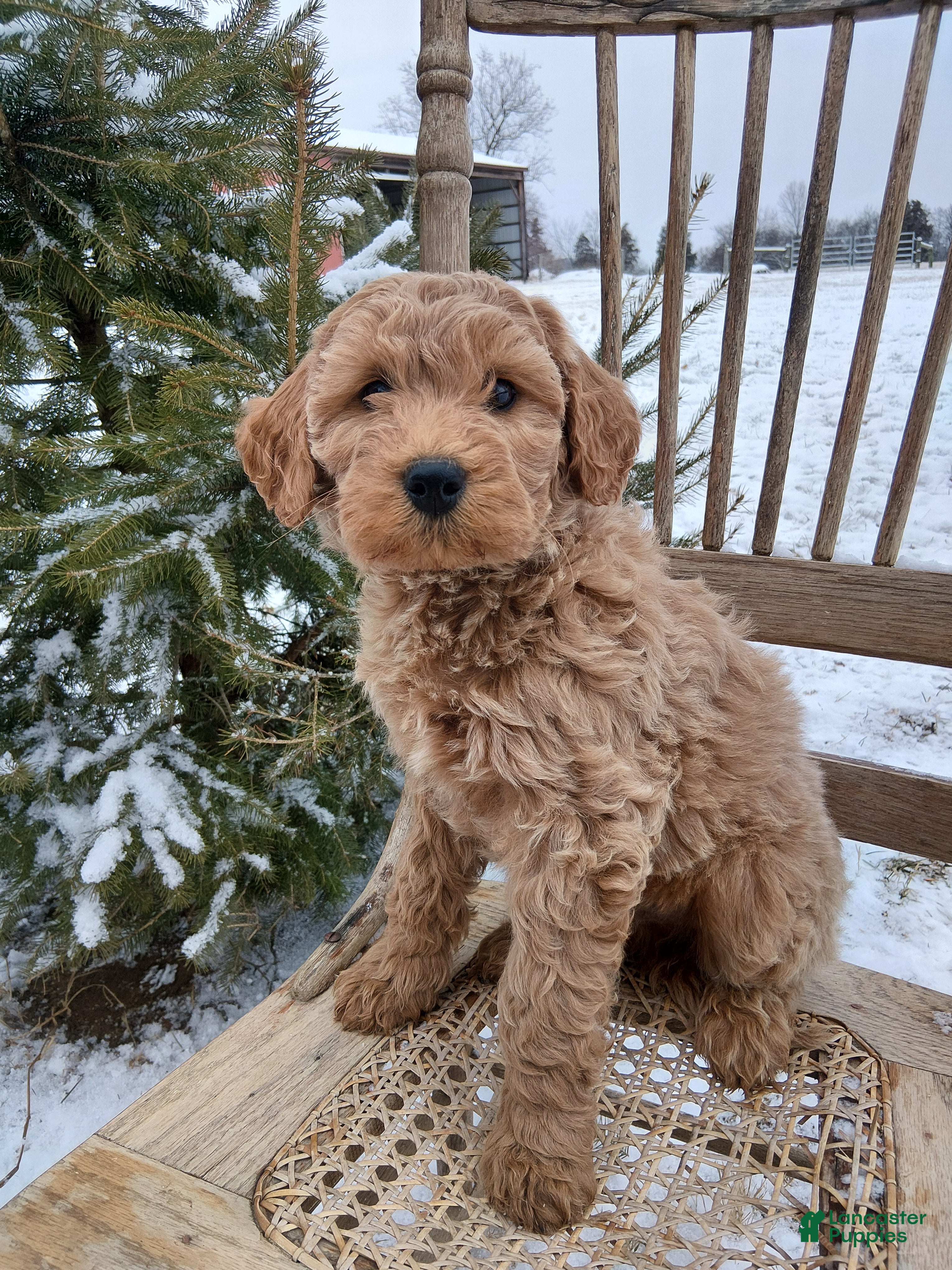 Irish Doodle dogs F1B Gunner - Ad 7