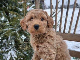 Irish Doodle dogs F1B Gunner - Ad 7