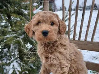 Irish Doodle dogs F1B Gunner - Ad 6