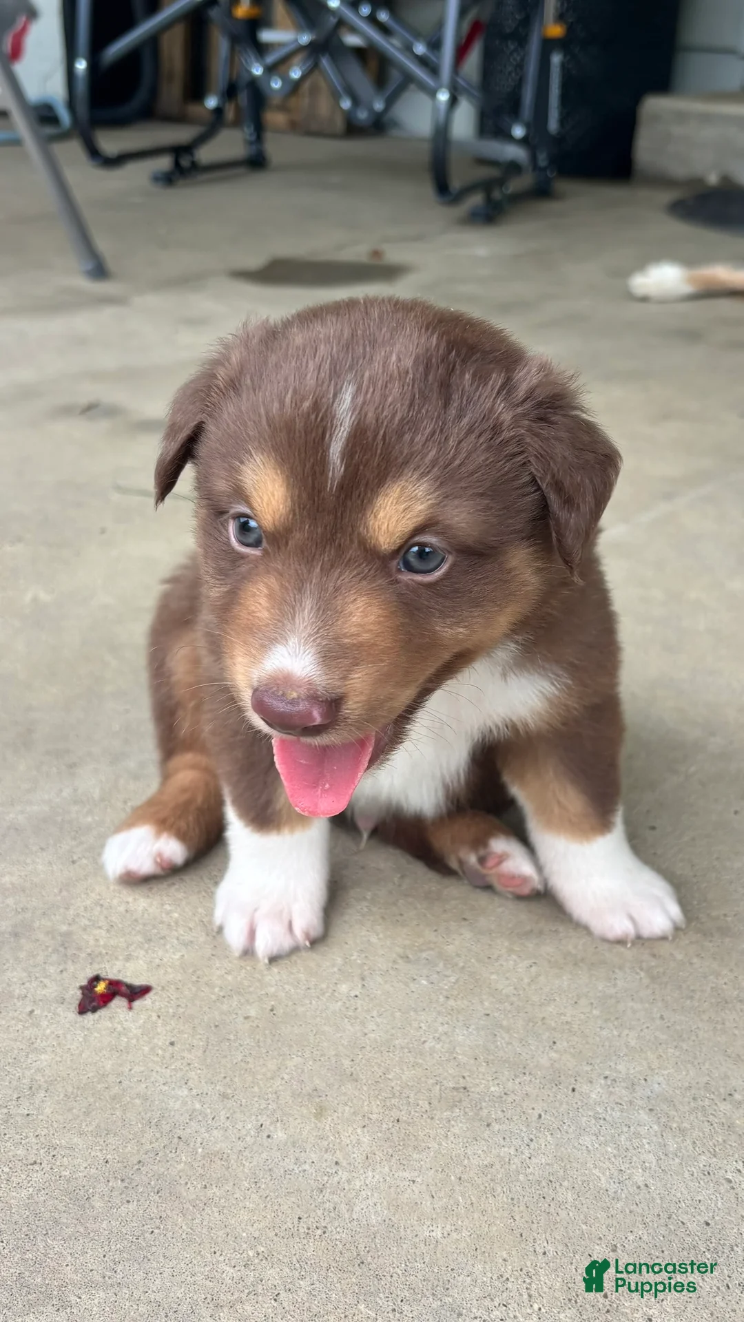 Miniature Australian Shepherd dogs for sale: #2 Red Tri Male - Ad 2