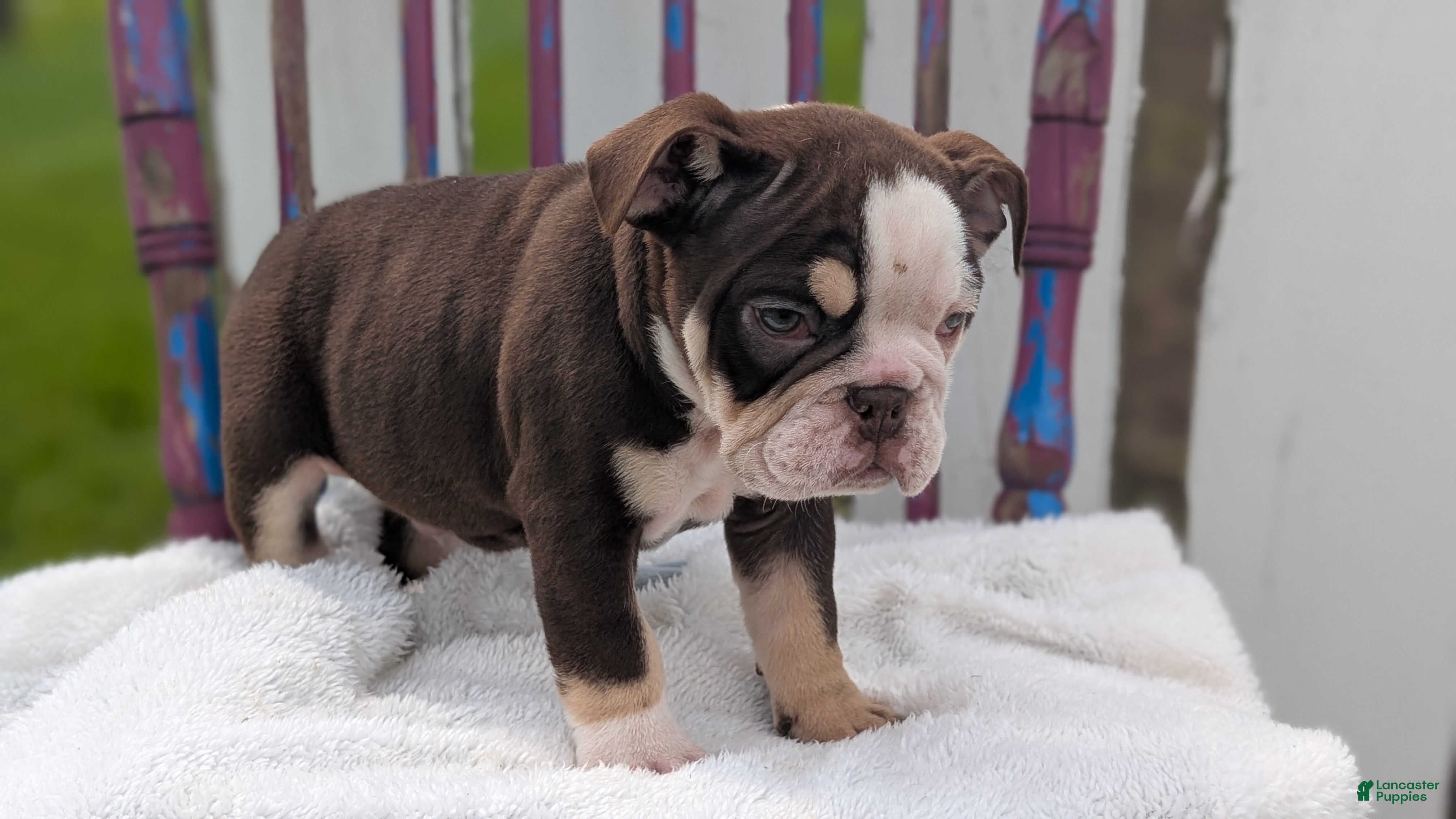 English Bulldog dogs Zeus - Ad 2