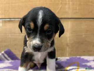 Mixed Breed dogs Mixed Breed Puppy 1 - Ad 13
