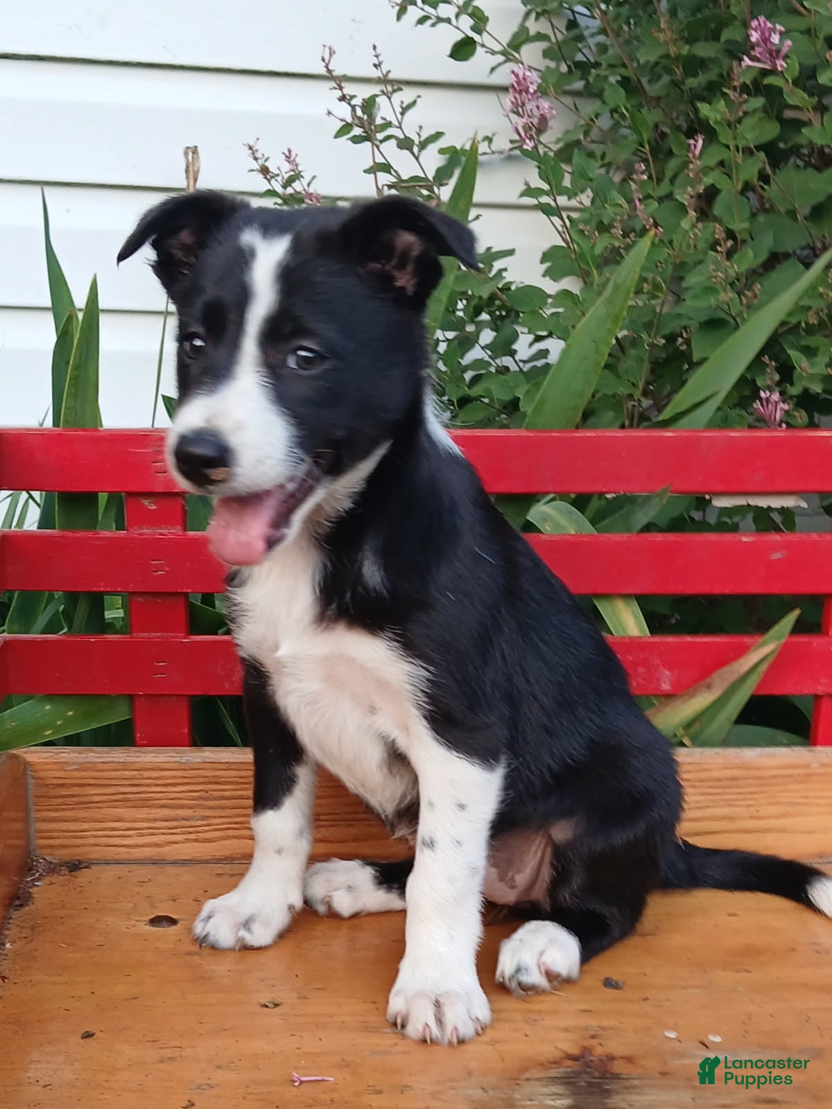 Border Collie dogs Bow - Ad 1