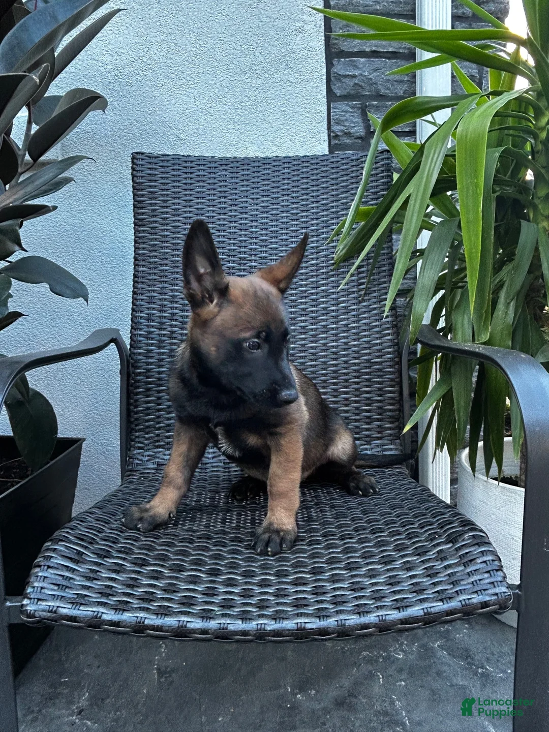 Belgian Malinois dogs for sale: Corsa - Ad 2